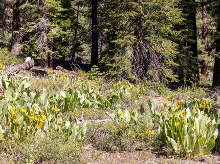 3100 North Lake Boulevard, Tahoe City, CA 96145 Photo
