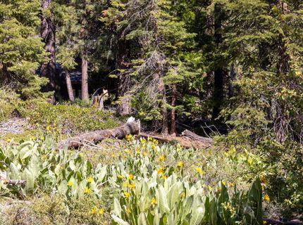 3100 North Lake Boulevard, Tahoe City, CA 96145 Photo