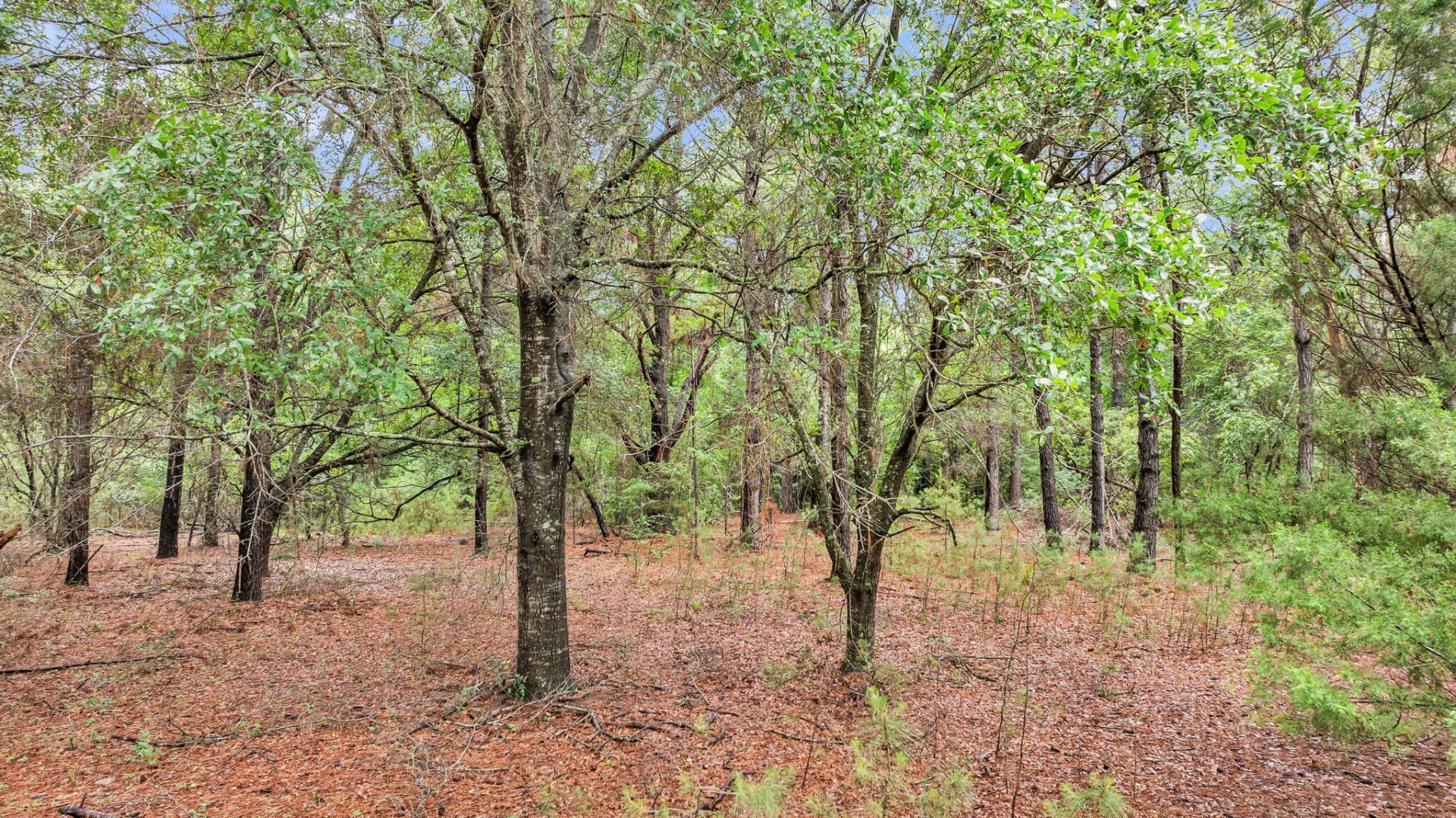 0 Josie Ridge Road Photo 5