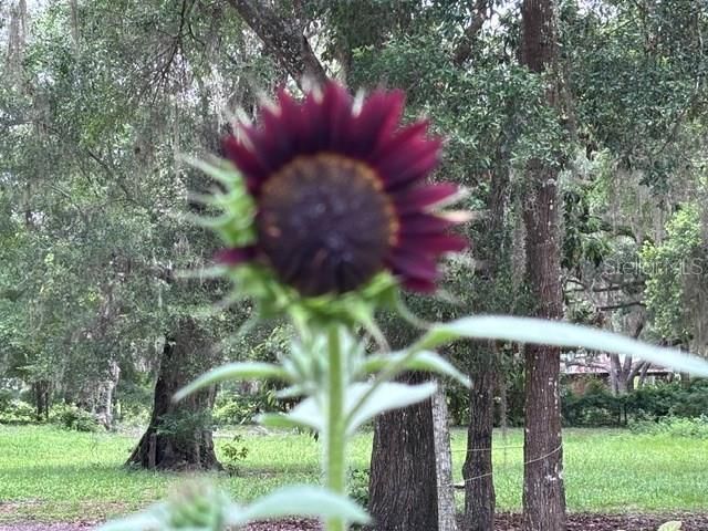 3551 NW 60th Avenue , Chiefland, FL 32626 Photo