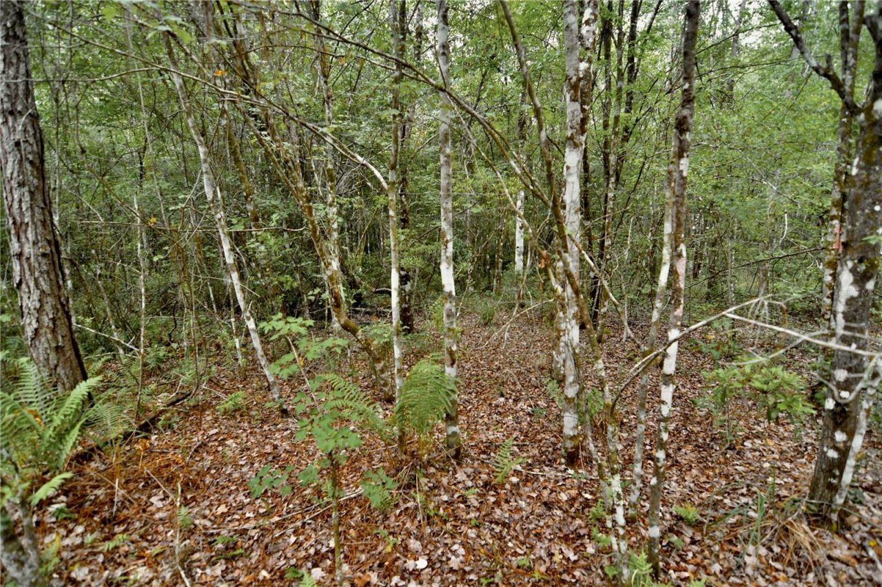 Sweet Gum Road , Glen Saint Mary, FL 32040 Photo