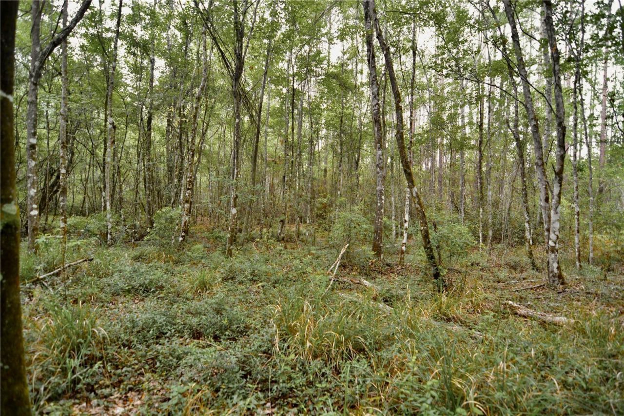 Sweet Gum Road , Glen Saint Mary, FL 32040 Photo