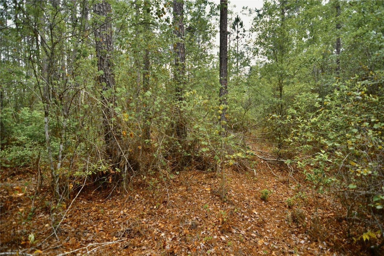Sweet Gum Road , Glen Saint Mary, FL 32040 Photo