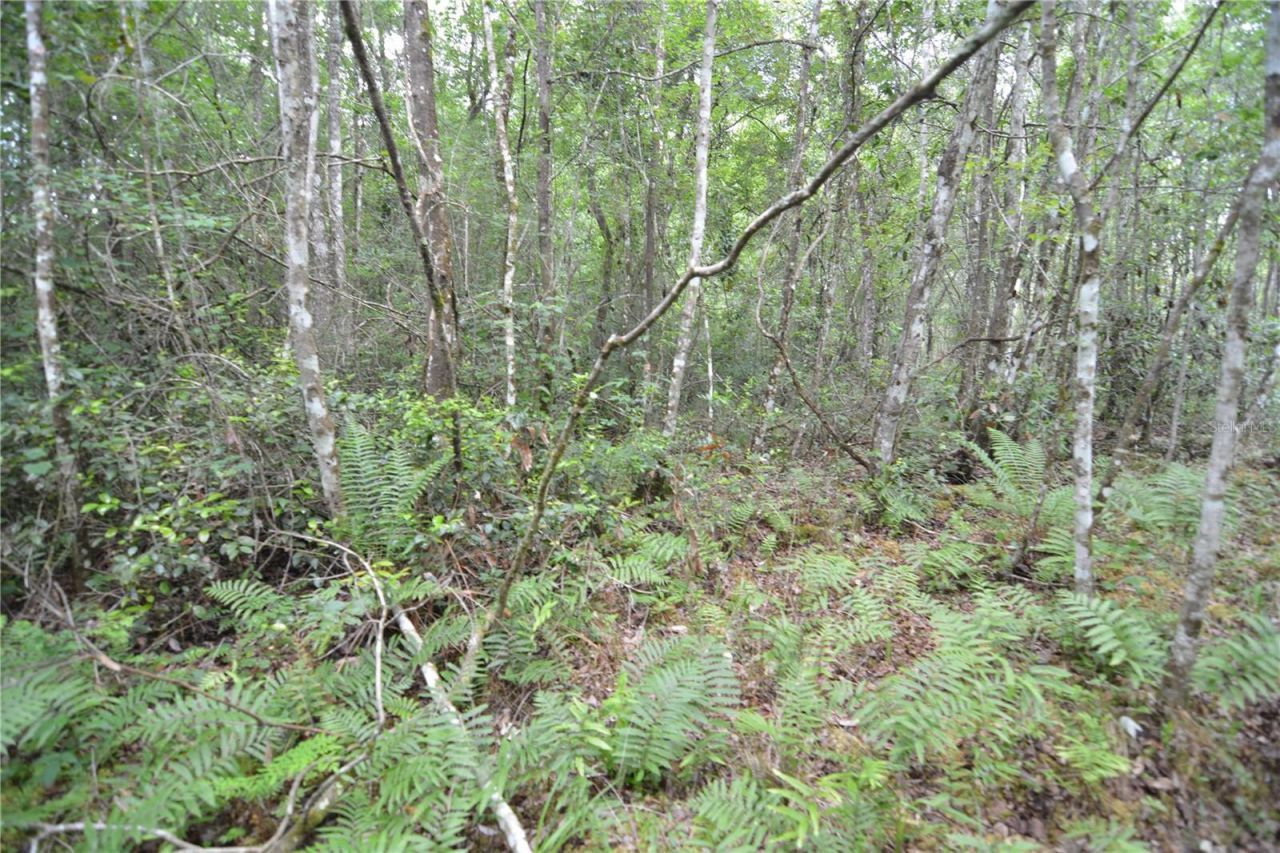 Sweet Gum Road , Glen Saint Mary, FL 32040 Photo