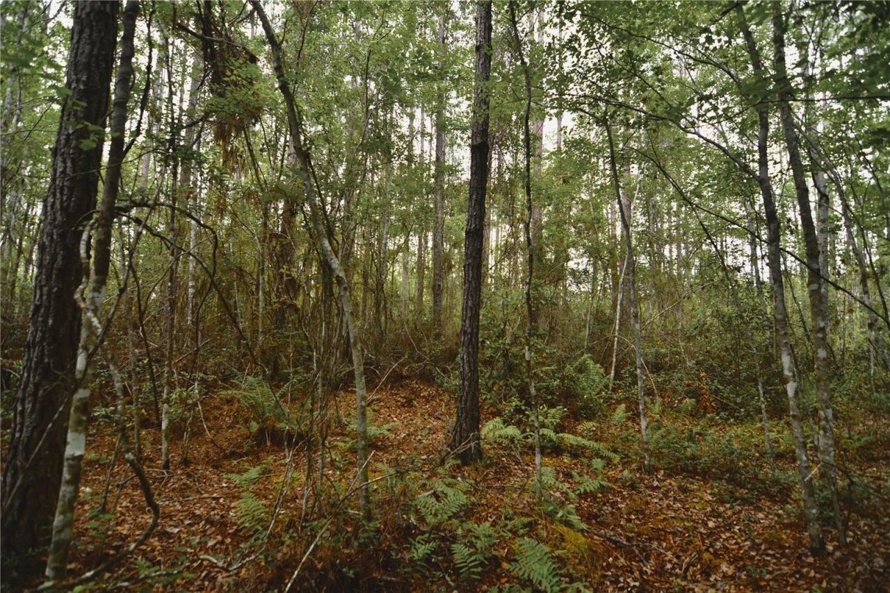 Sweet Gum Road , Glen Saint Mary, FL 32040 Photo