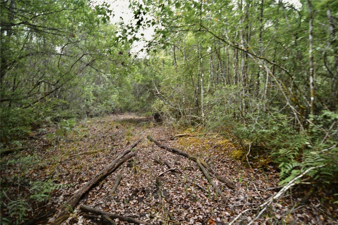 Sweet Gum Road , Glen Saint Mary, FL 32040 Photo