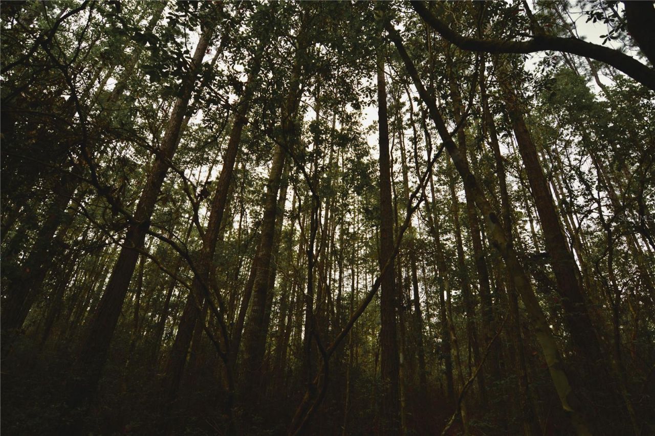 Sweet Gum Road , Glen Saint Mary, FL 32040 Photo