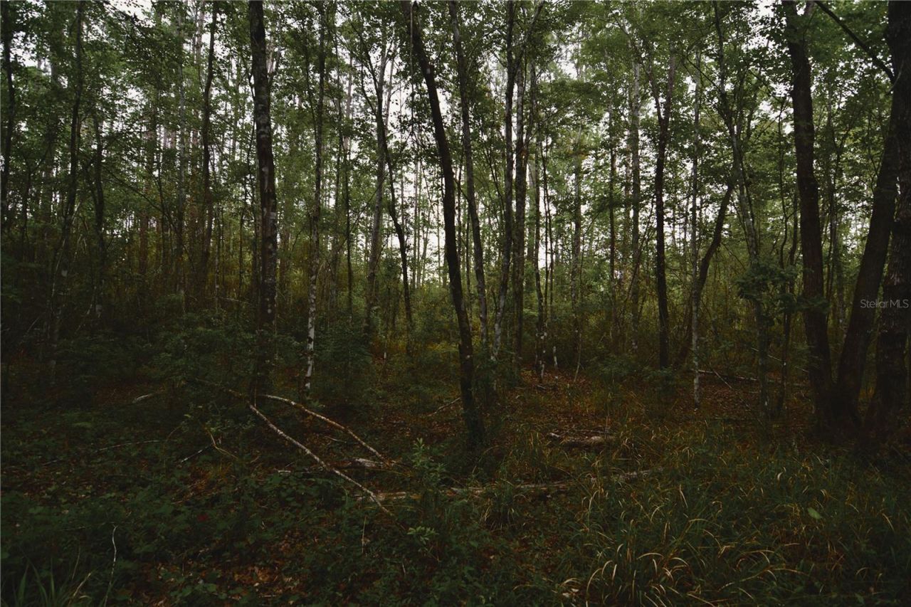 Sweet Gum Road , Glen Saint Mary, FL 32040 Photo