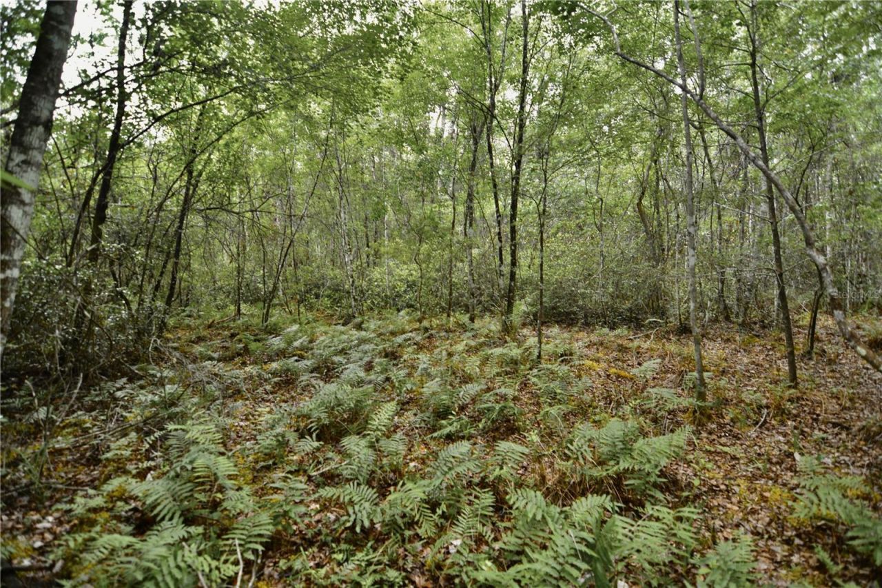 Sweet Gum Road , Glen Saint Mary, FL 32040 Photo