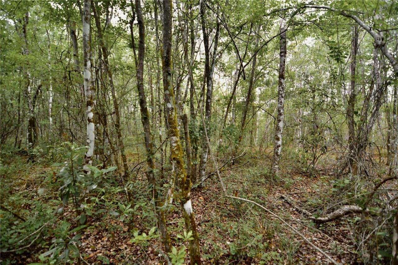 Sweet Gum Road , Glen Saint Mary, FL 32040 Photo