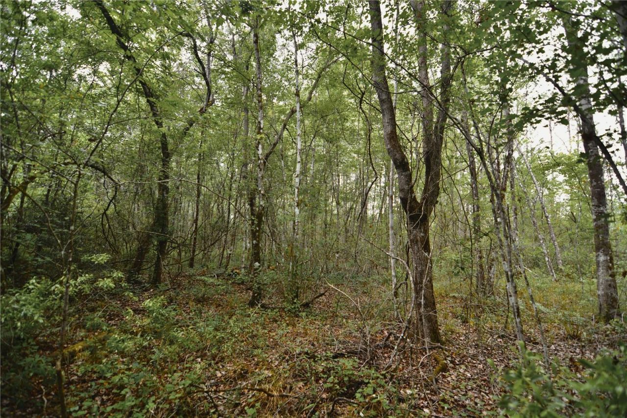 Sweet Gum Road , Glen Saint Mary, FL 32040 Photo