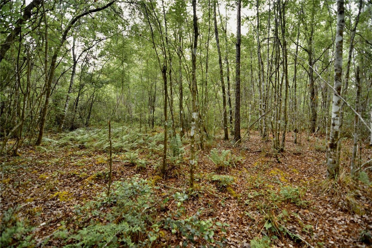 Sweet Gum Road , Glen Saint Mary, FL 32040 Photo