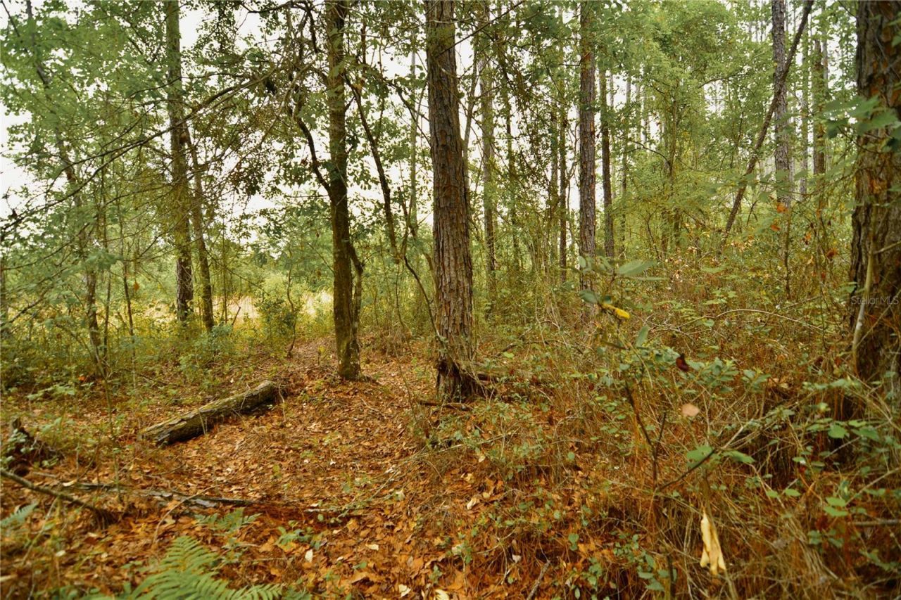 Sweet Gum Road , Glen Saint Mary, FL 32040 Photo