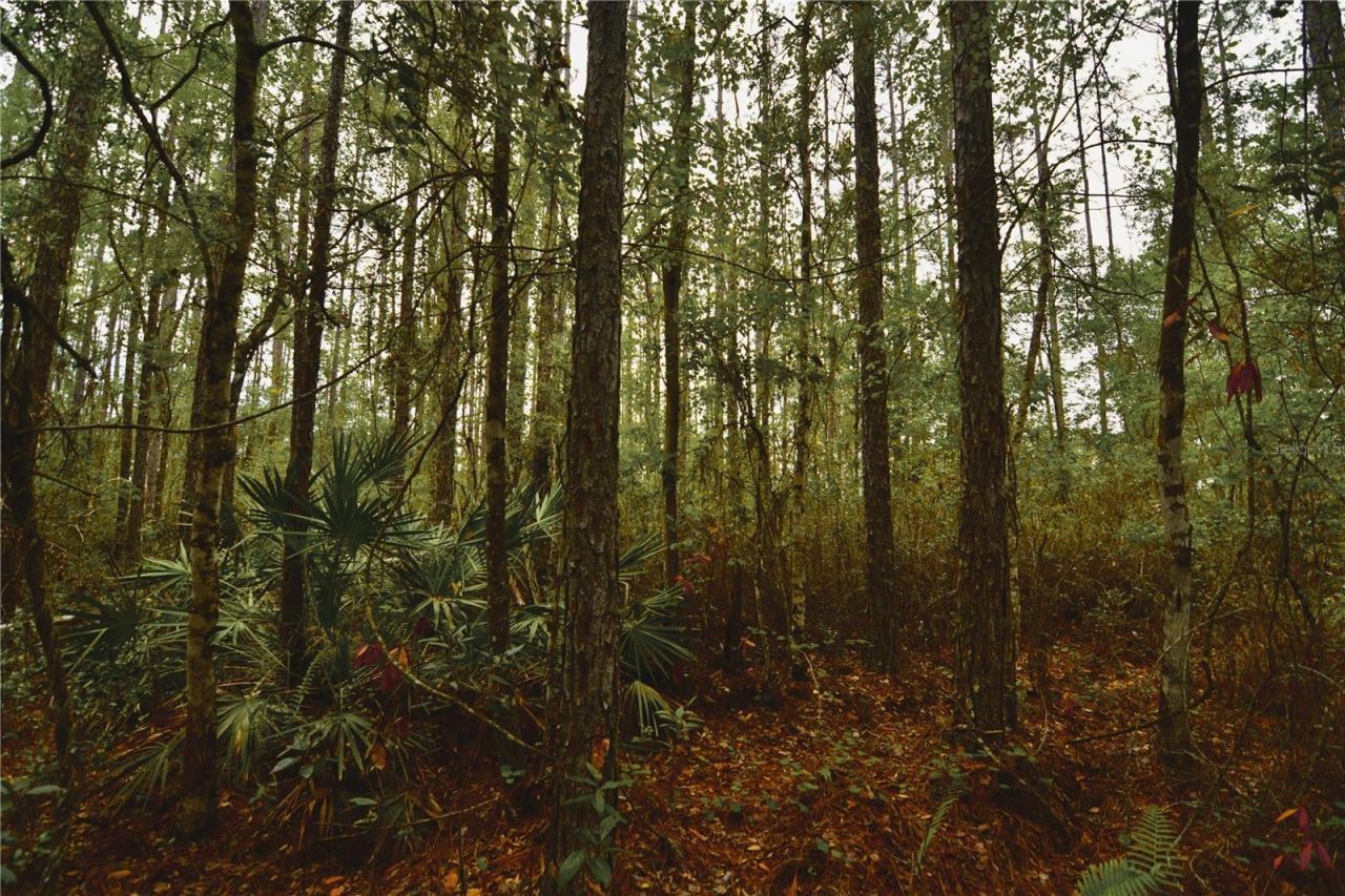 Sweet Gum Road , Glen Saint Mary, FL 32040 Photo