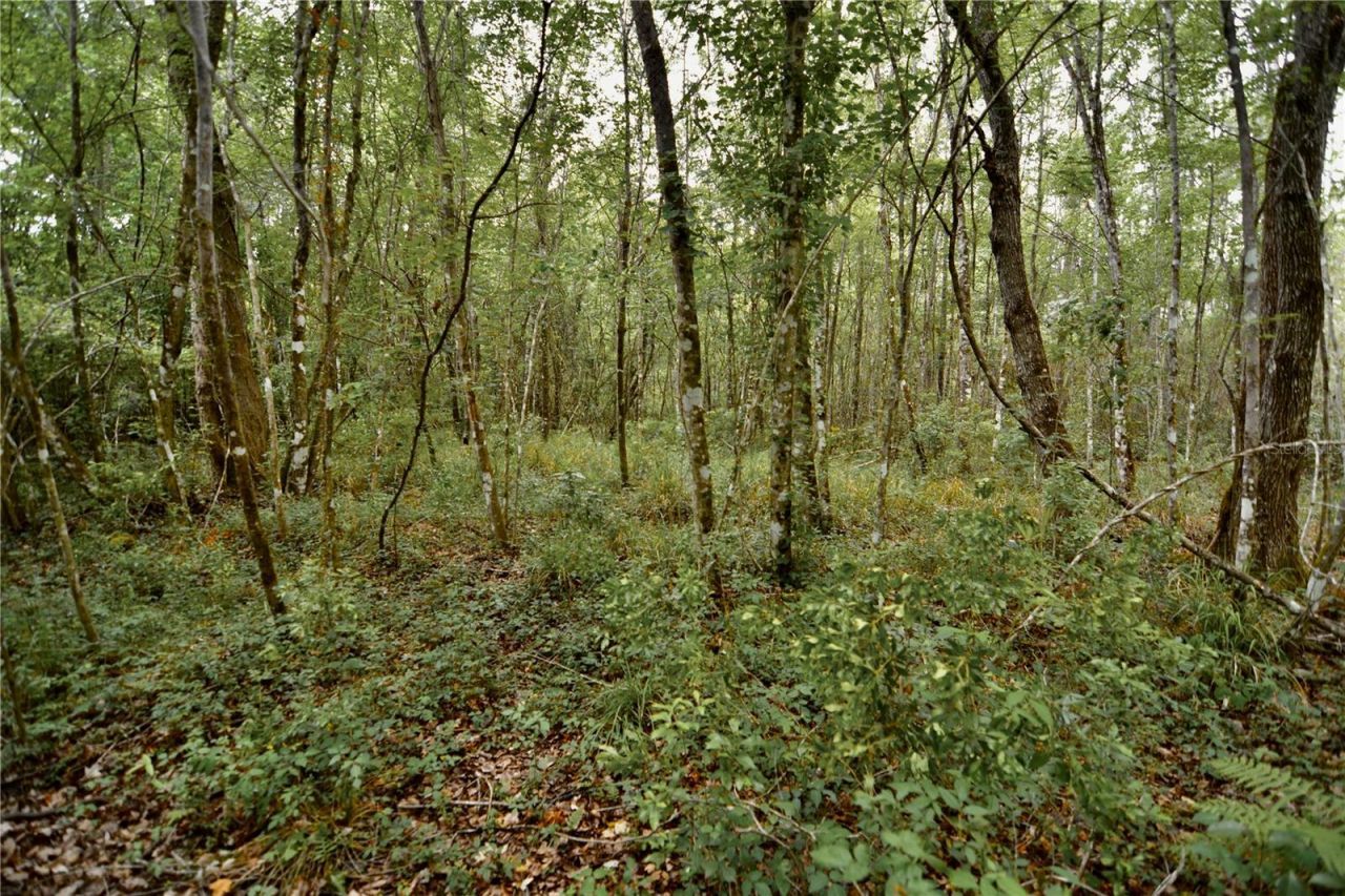 Sweet Gum Road , Glen Saint Mary, FL 32040 Photo