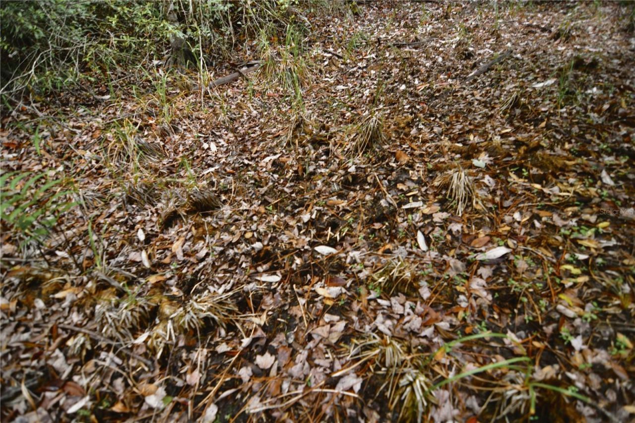 Sweet Gum Road , Glen Saint Mary, FL 32040 Photo