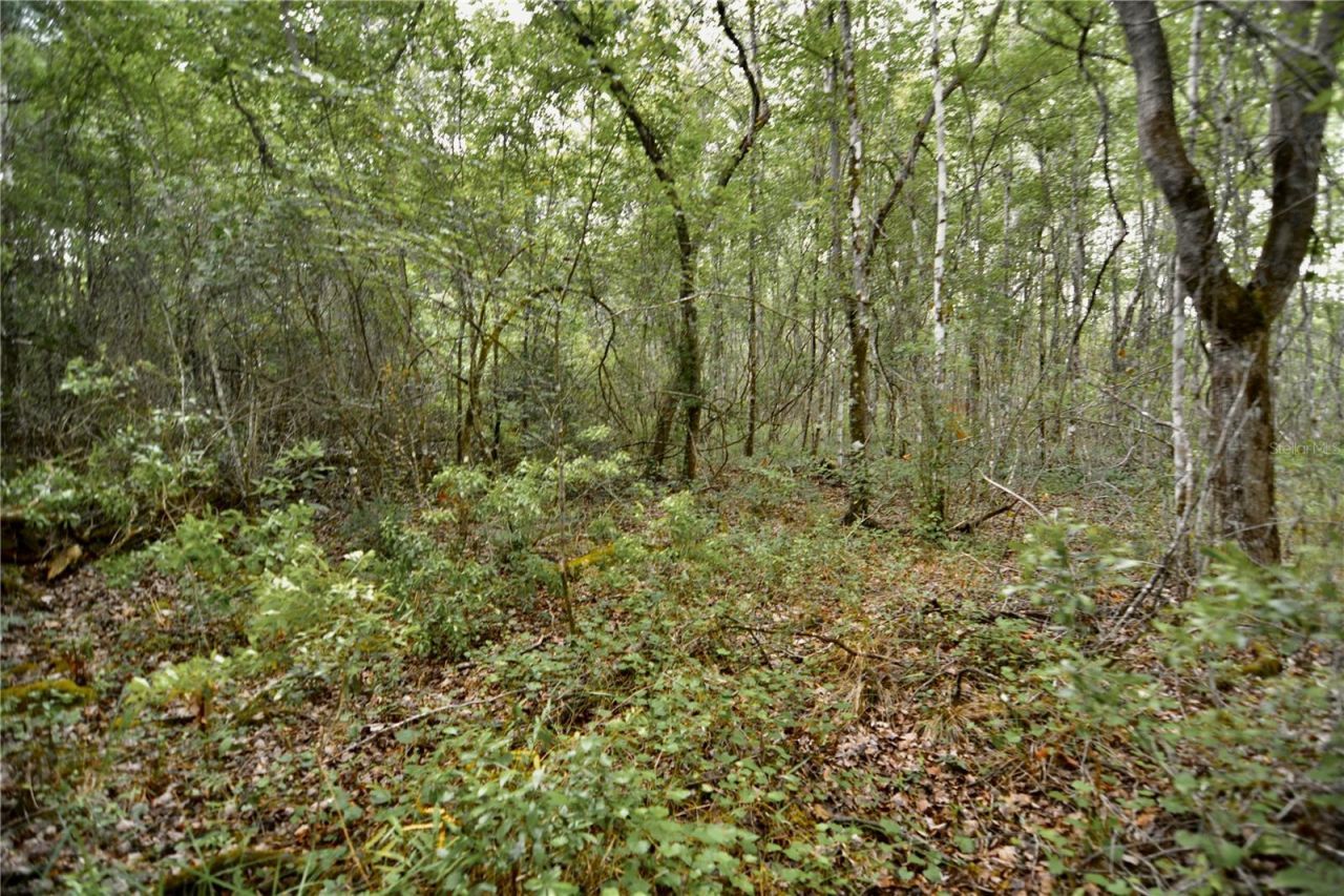 Sweet Gum Road , Glen Saint Mary, FL 32040 Photo