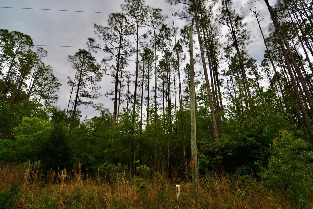Sweet Gum Road , Glen Saint Mary, FL 32040 Photo