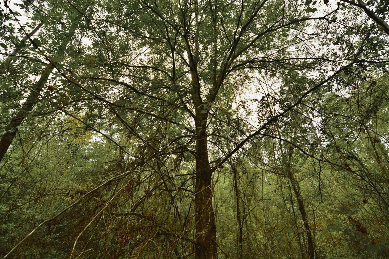 Sweet Gum Road , Glen Saint Mary, FL 32040 Photo