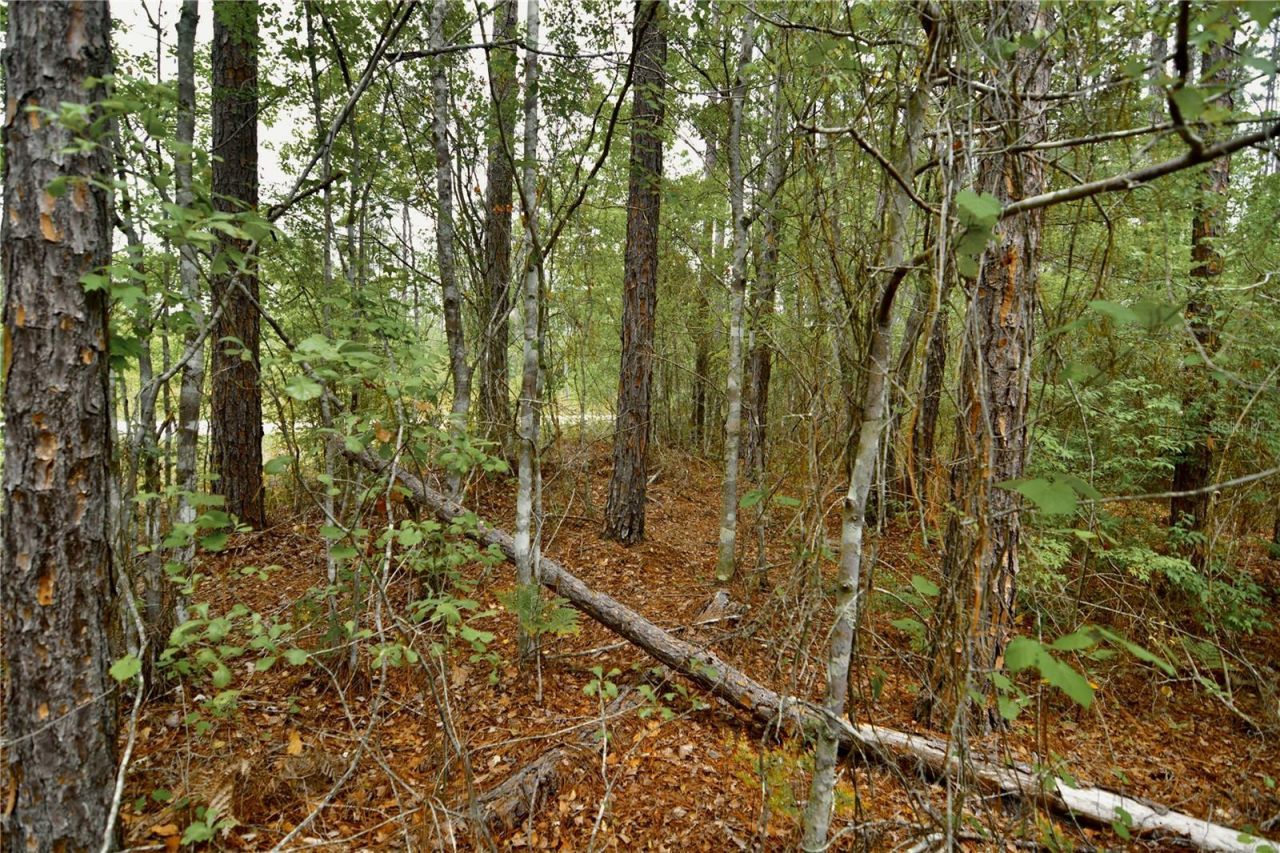 Sweet Gum Road , Glen Saint Mary, FL 32040 Photo