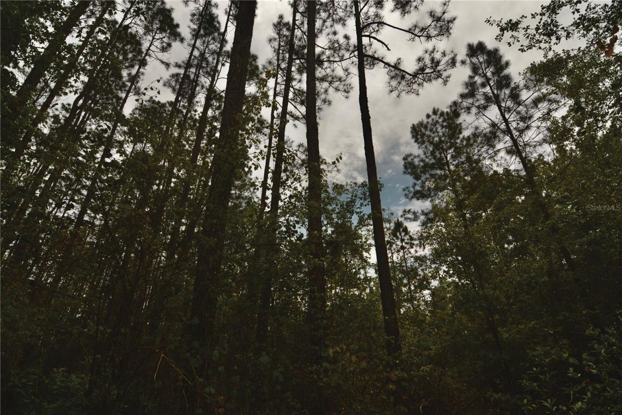 Sweet Gum Road , Glen Saint Mary, FL 32040 Photo