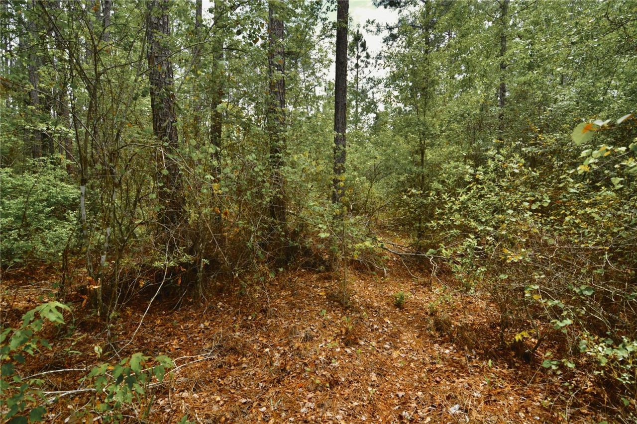 Sweet Gum Road , Glen Saint Mary, FL 32040 Photo
