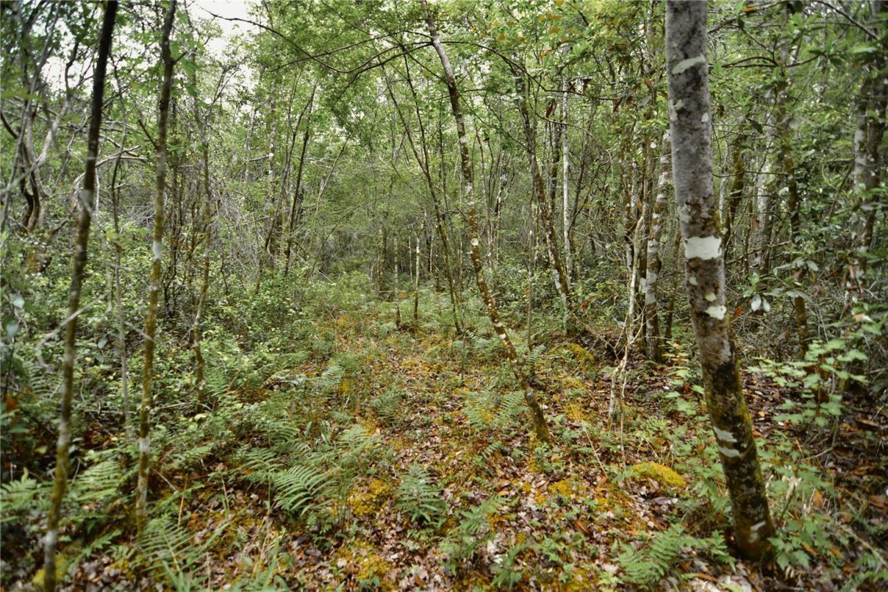 Sweet Gum Road , Glen Saint Mary, FL 32040 Photo