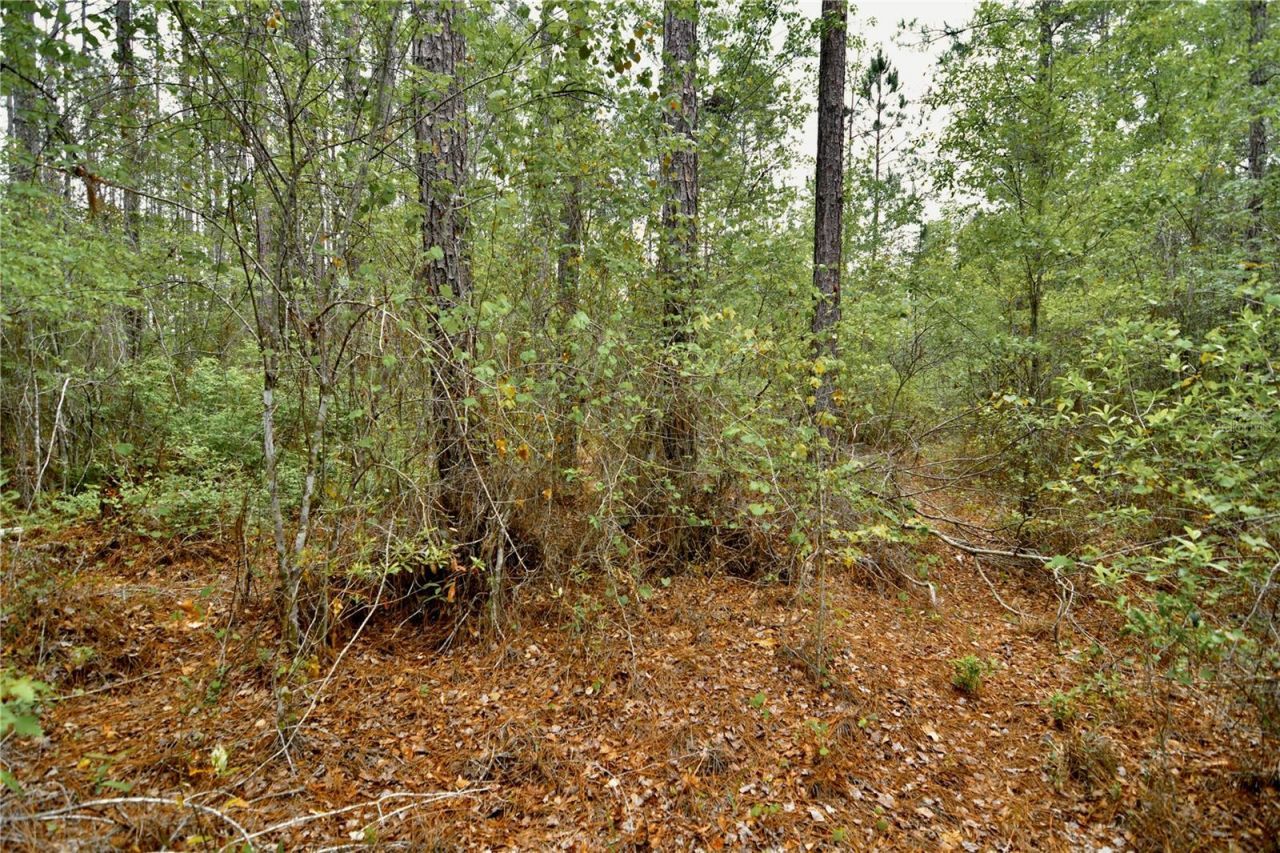 Sweet Gum Road , Glen Saint Mary, FL 32040 Photo