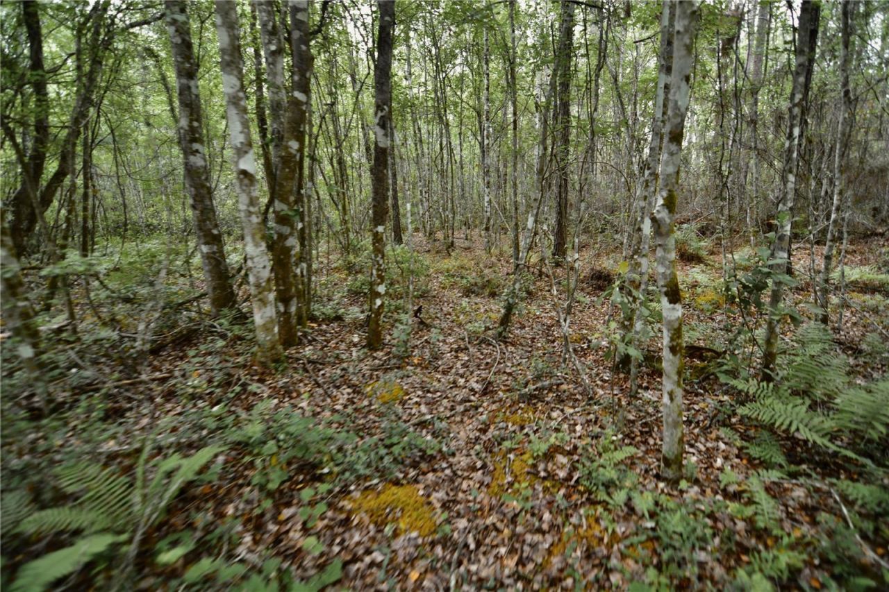 Sweet Gum Road , Glen Saint Mary, FL 32040 Photo