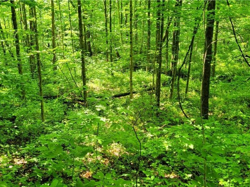 Hollis Clark Road, Caldwell, OH 43724 Photo 12
