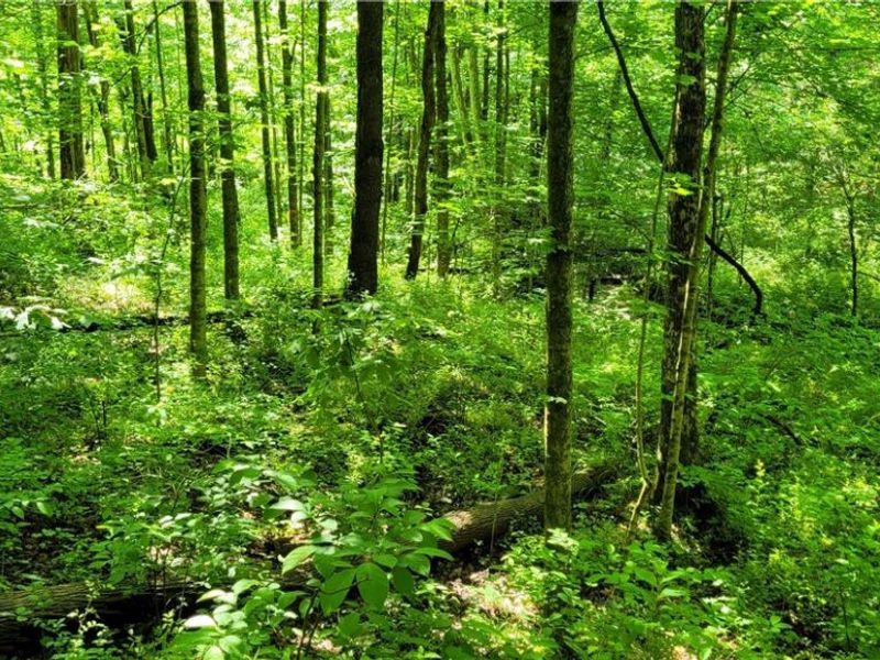 Hollis Clark Road, Caldwell, OH 43724 Photo 13