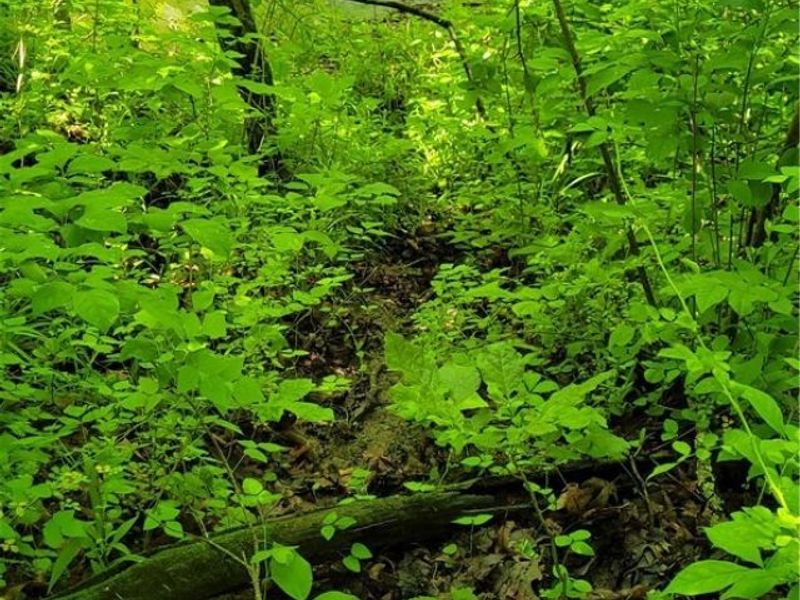 Hollis Clark Road, Caldwell, OH 43724 Photo 32