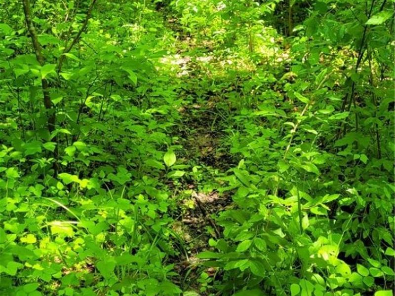 Hollis Clark Road, Caldwell, OH 43724 Photo 39