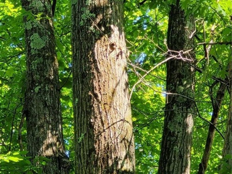 Hollis Clark Road, Caldwell, OH 43724 Photo 6