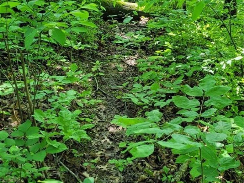 Hollis Clark Road, Caldwell, OH 43724 Photo 7