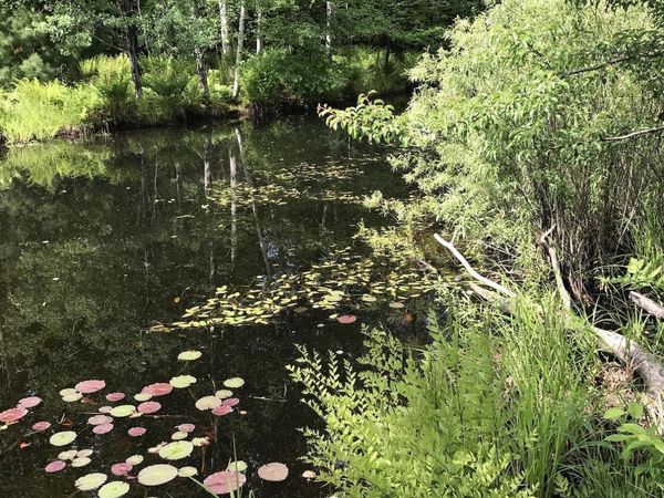 Deborah Ann Trail W, Empire, MI 49630