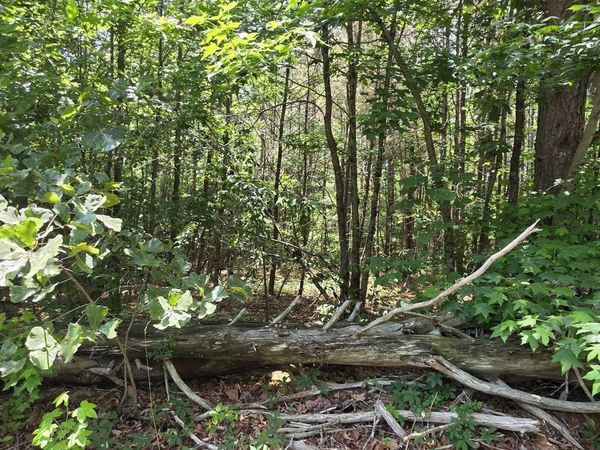 4.55ac County Road 730, Henagar, AL 35978