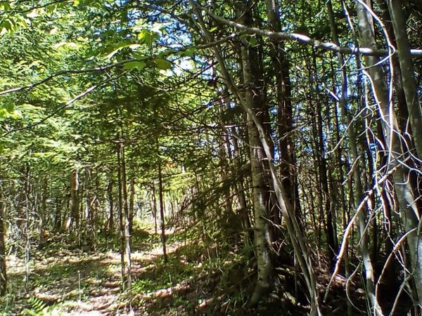 (A) Gager RD, Engadine, MI 49827