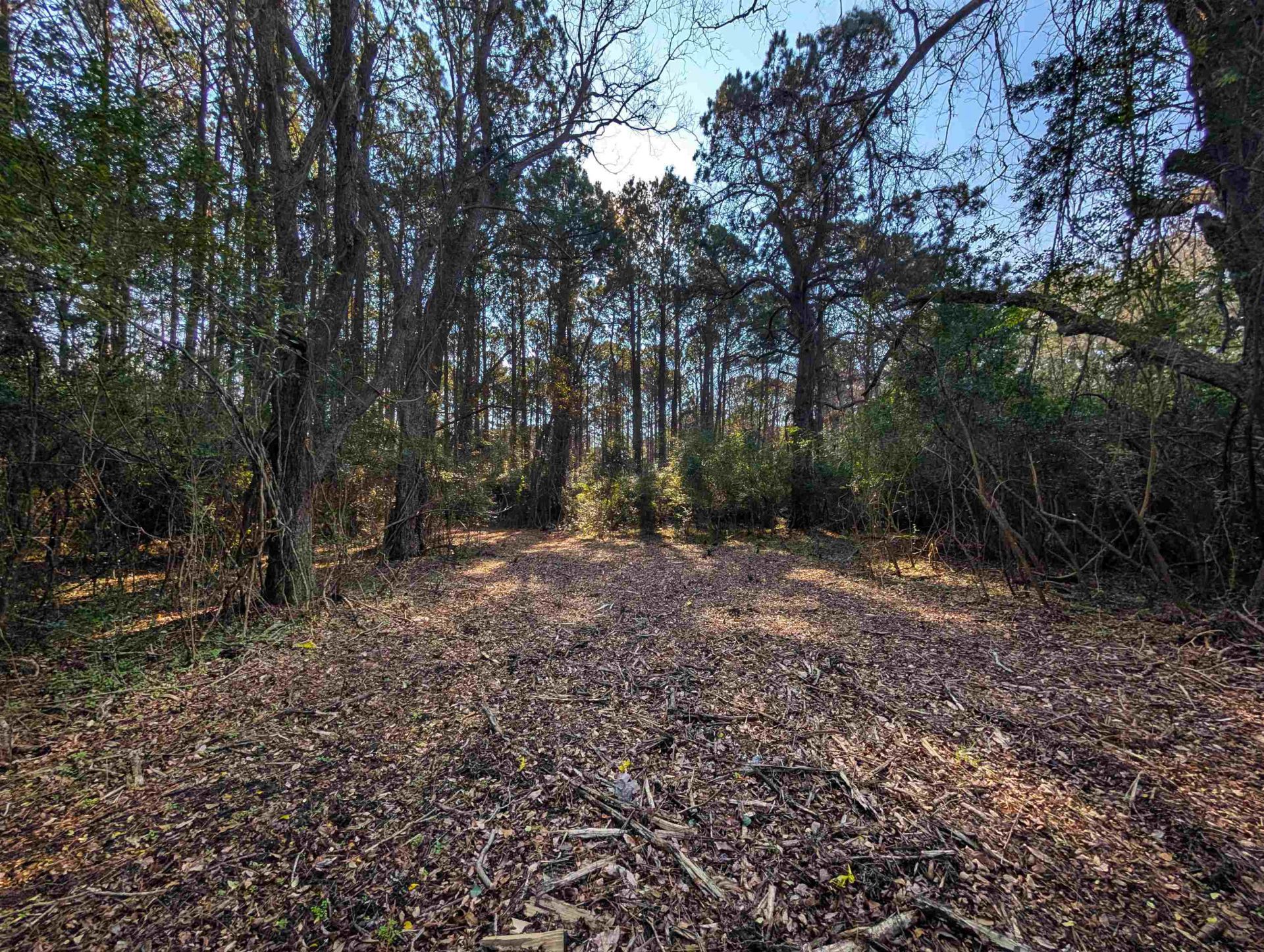 3799 N Highway 17  Photo 4