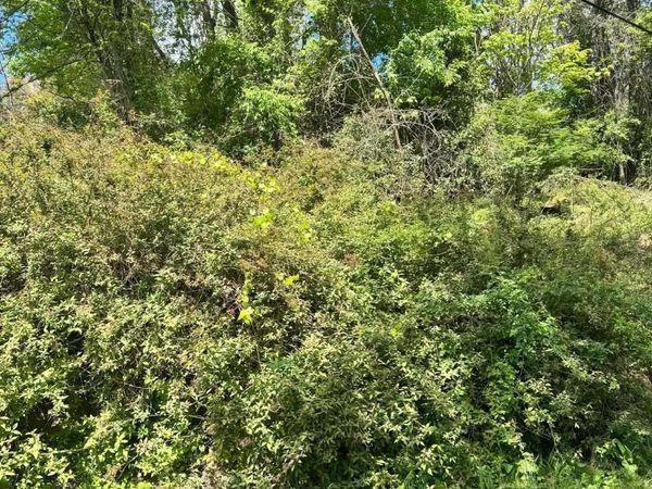 TBD Elkins Avenue, Kingwood, WV 26537