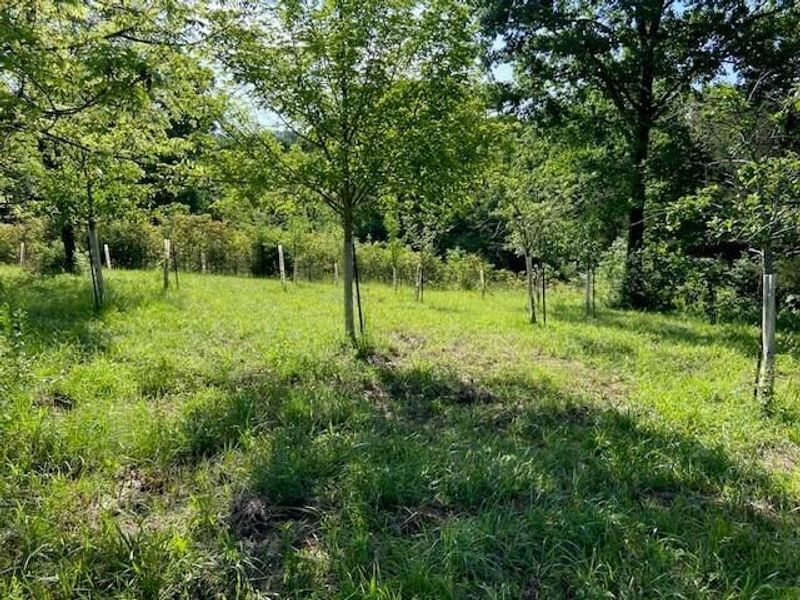 0 Mann Road, Mount Olivet, KY 41064 Photo 6