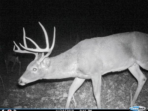 TBD County Road 502, Ellington, MO 63638