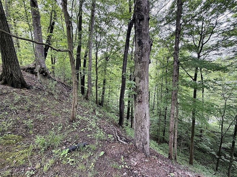3866 Woodthrush Road, Akron, OH 44333 Photo 6