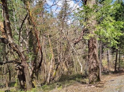 6141 State Highway 193, Georgetown, CA 95634 Photo