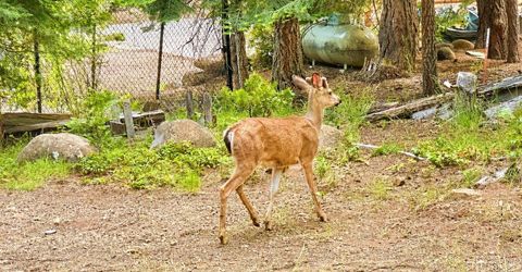 1107 Clifford Drive, Lake Almanor, CA 96137 Photo