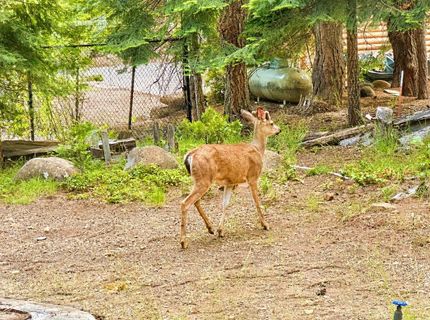 1107 Clifford Drive, Lake Almanor, CA 96137 Photo