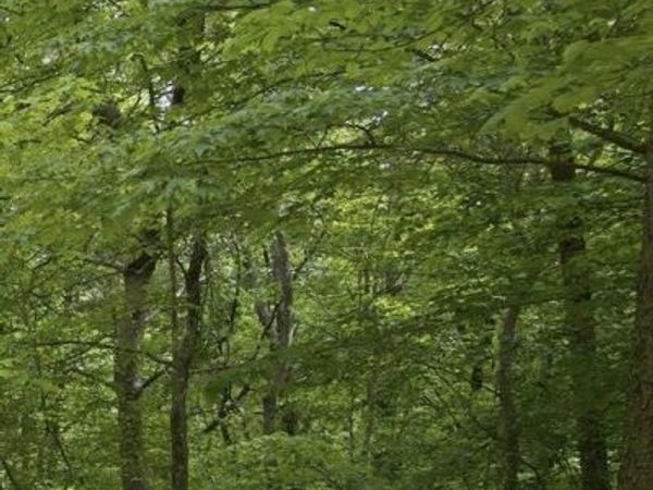 0 Mckaig Gulf Road, Menlo, GA 30731
