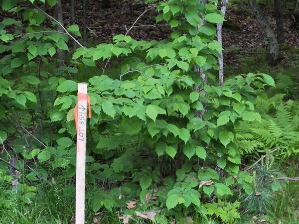 TBD LOT 354 195th Place , McGregor, MN 55760