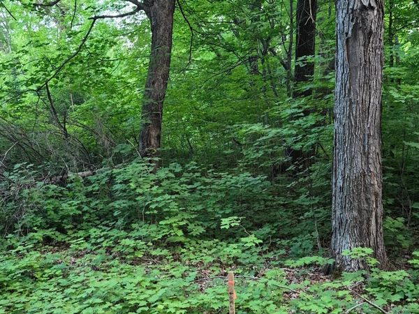 TBD Lot 310 197th Ave , McGregor, MN 55760