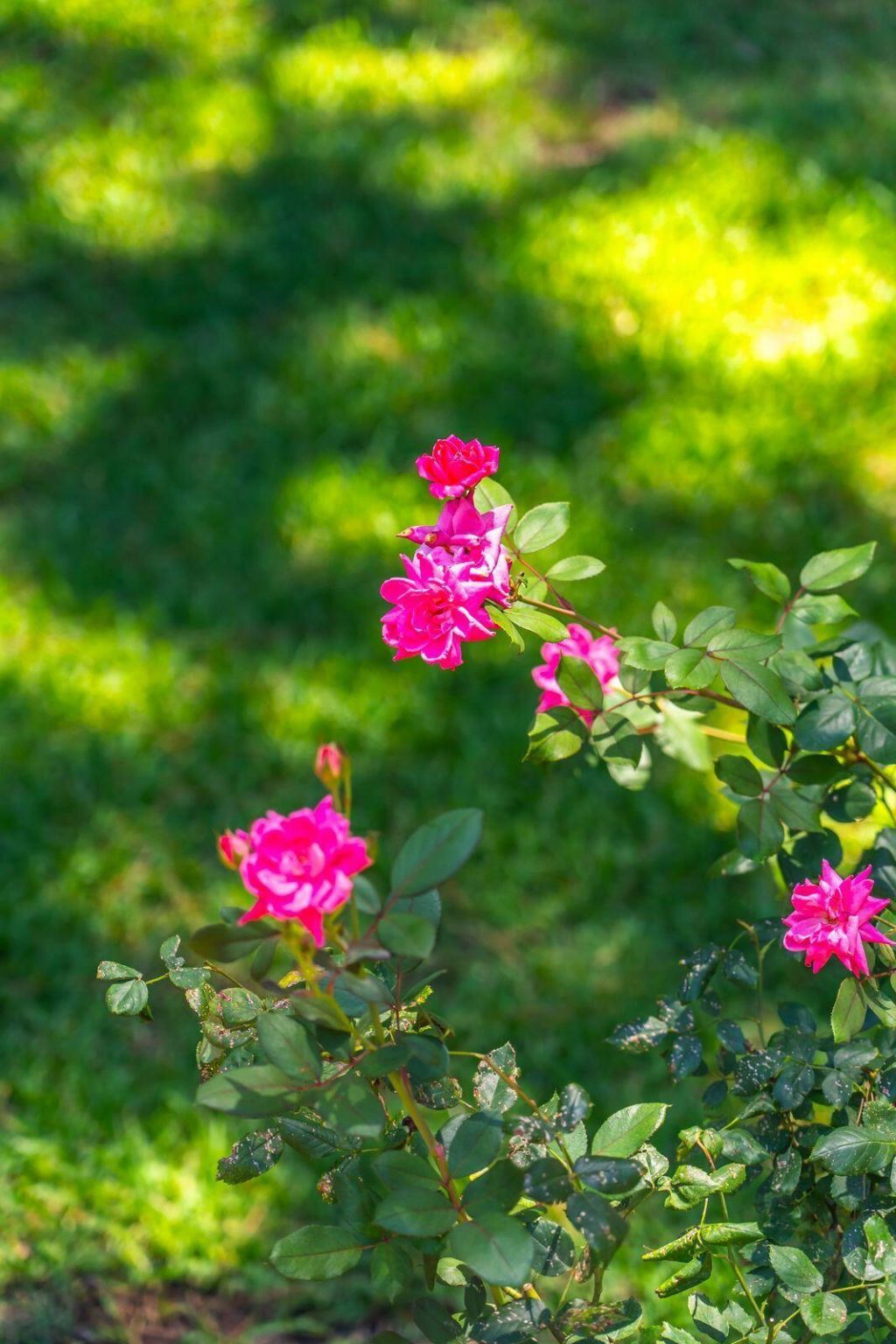 113 Sea Cotton Circle Photo 31
